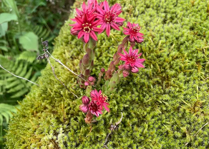 Διαμέρισμα Sonnenappartement *